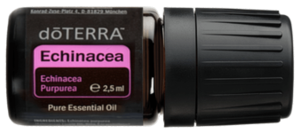 echinacea big